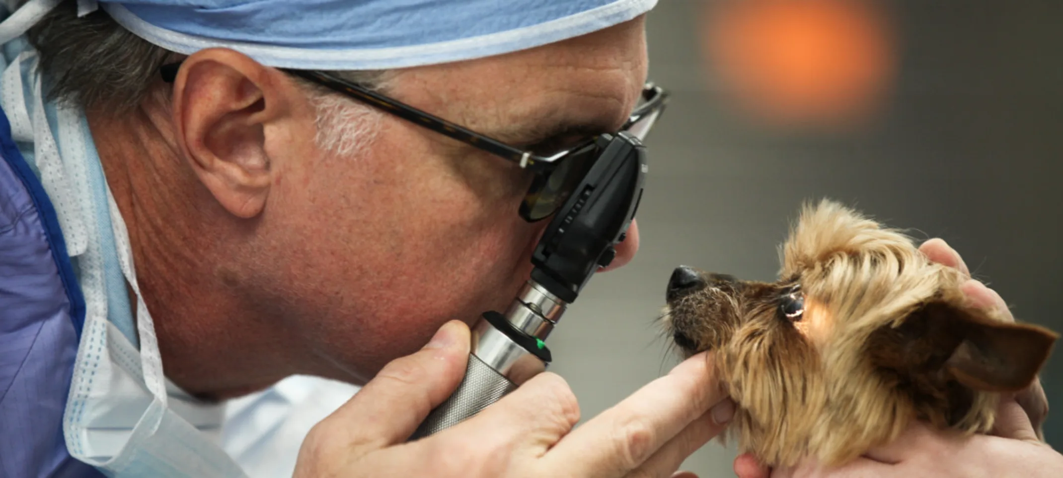 Veterinarian examining a small dog at The Animalife Veterinary Center